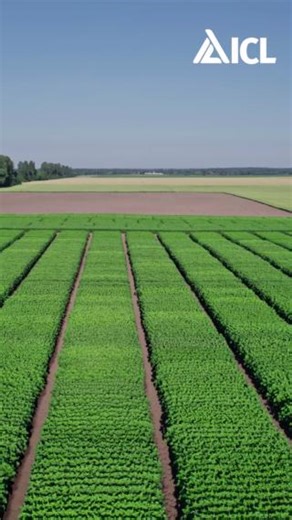 AgroTech is poised to revolutionize farming by 2025. Here are four key trends in AgroTech to watch out for! With the global population projected to exceed 10 billion by 2050 and climate change increasing the demands on food production, the agricultural industry must evolve rapidly. ICL is leading the way in innovative AgroTech solutions that not only enhance efficiency but also redefine how we grow, manage, and sustain our food systems. Read the full article about the cutting edge of agricultura