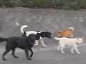 原発避難区域は犬や牛の群れが闊歩する無法地帯に