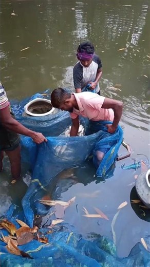 Fishing with a net in the village pond on a foggy winter morning Pt -26 #villagepond #fishing #fish