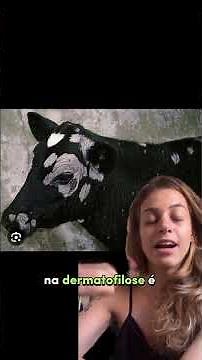 How to tell the difference? Dermatophytosis vs. dermatophilosis #pathology #veterinary #cattle #d...