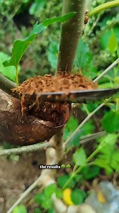 Tree mulberry successfully propagated in 22 days🌳🌳 #bonsai #bonsaitree #bonsaiworld #bonsailovers #fblifestyle | Izank Gober