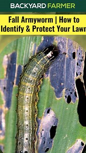 1.4K views · 13 reactions | Fall Armyworm ️ Tips to prevent and control outbreaks | Backyard Farmer | Facebook