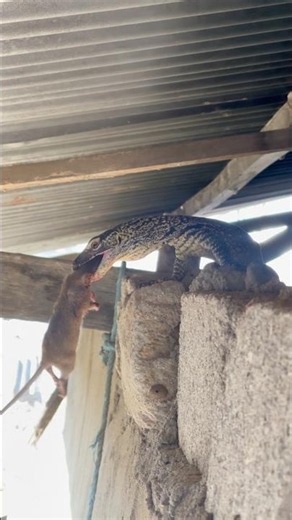😱the ferocity of baby Komodo dragons