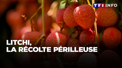 416K views · 5.4K reactions | Le litchi, emblème de l'île de La Réunion, est réputé pour ses bienfaits pour la santé. La récolte de ce fruit se fait en ce moment, et l'opération est plutôt acrobatique. | TF1 INFO | Facebook
