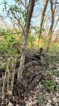 My First Morel Mushroom find in KCMO this season