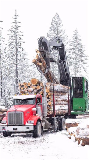 Ryer Becker on Instagram: "Loading on the landing. - Short loggers, or mule trains, consist of a truck with a set of log bunks and a separate trailer containing its own pair of log bunks. This configuration is used for hauling short logs and is an important addition to any string of trucks. - Once the truck bunks are loaded with logs, the driver will pull ahead just enough to allow the loader operator to place the trailer and begin its loading. Prior to this, the trailer is placed off to the sid