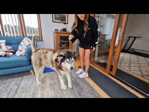 The Plan Is In Motion! This Surprise Will Be Amazing!