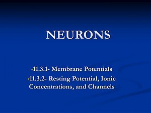 PPT - NEURONS PowerPoint Presentation, free download - ID:3468221