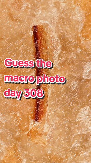 Jake's Macro Nature on TikTok