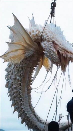 before and After AMAZING Dragon TRANSFORMATIONS!!