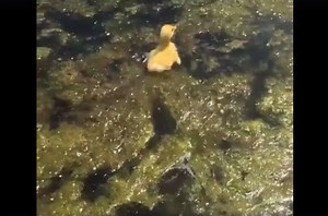 Video: Baby Duck vs. Largemouth Bass | OutdoorHub