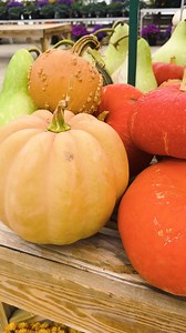 Our novelty pumpkins are here! So many different shapes, sizes, colors, and textures to choose from! #dickmanfarmsgreenhouse, #falldecorating, #pumpkinseason, #homegrown, #mums, #auburnny, #skaneateles | Dickman Farms Greenhouses and Garden Center