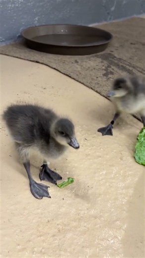 Baby Animal Alert: Red-Breasted Goslings