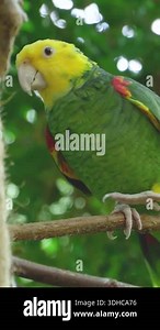 Colorful yellow-headed amazon parrot perching on a tree branch and looking around curiously Stock Video Footage - Alamy