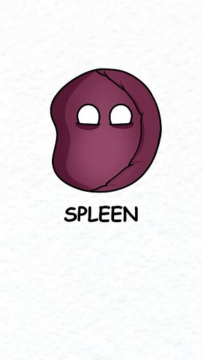 Understanding the Function of the Spleen in the Human Body
