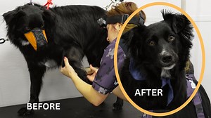 Taking chances with a nippy Border Collie | Girl With The Dogs