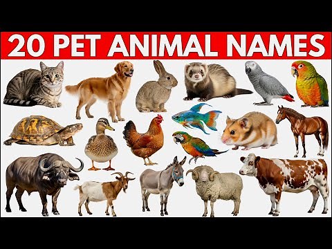 20 Pet Animal Names for Kids | Pet Animal Names and Sounds for Children, Kindergarten and Preschool