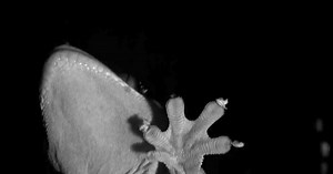 DragonflyTV:Gecko Feet Season 7 Episode 12/04/2008