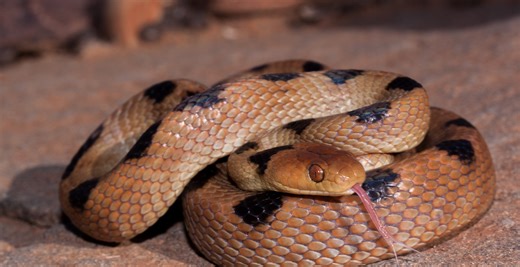 Mother Felt Something Sting Her Ankle While Gardening, Discovered A Deadly Snake Bit Her Three Times