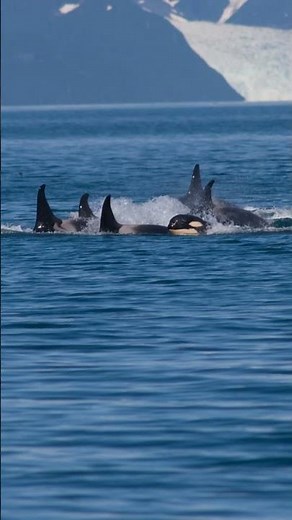 They Hunt Moose?! Orcas EXPOSED #animals #wildlife #cute