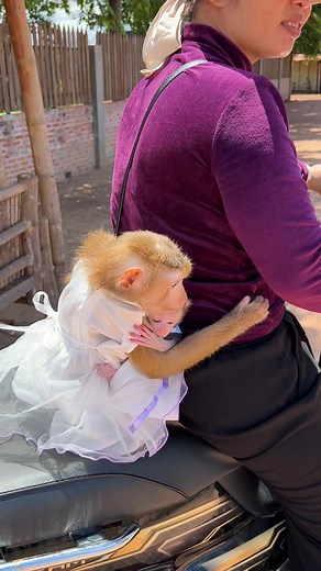 300K views · 5.5K reactions | Adorable Sara Hug Mom Behind Ride On Motor #baby #monkey #babymonkey | Monkey Harry's Family | Facebook
