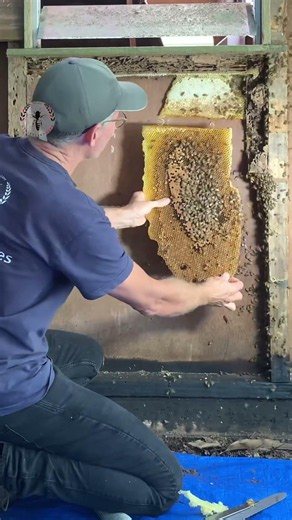 WRONG : Bees Always Follow The Queen