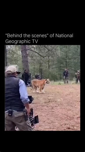 Memes Humour on Instagram: "The relationship between tigers and deer is governed by Optimal Foraging Theory, where the tiger acts as an apex predator to maintain ecological balance. Tigers utilize Supersonic Ambush and Linguistic Mimicry-occasionally imitating deer mating calls-to lure prey. Their orange fur appears green to red-green colorblind deer, providing perfect camouflage. In 2026, AITE Census trends focus on habitat-level protection to ensure stable prey densities."