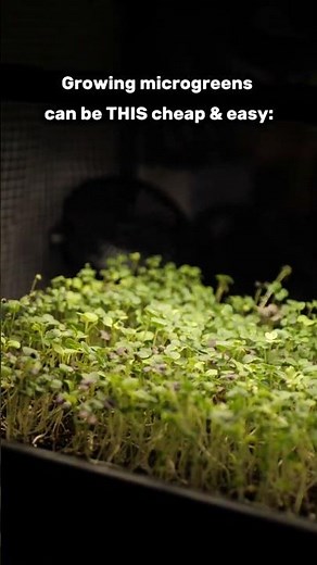 how to grow microgreens (cheap & easy!)