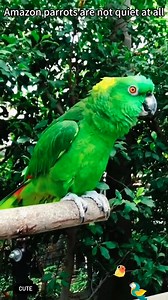 😂🤣 | Cricket World Cup 2015