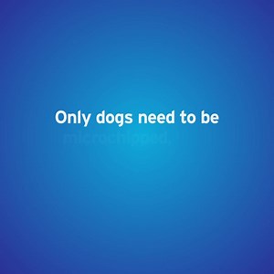 It’s Chip Your Pet Month! Find out if you’re able to tell fact from fiction and debunk these common myths regarding microchipping. | HomeAgain PetRescuer