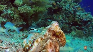 3.2K views · 188 reactions | Cephalopods, a type of squid, demonstrate brilliant bioluminescence & camouflaging capabilities. These are being replicated to form a type of artificial skin for military other applications. A great example of how biomimicry can inspire us to devise intelligent solutions. #Biomimicry #Nature #Innovation #Technology Biomimicry Institute Biomimicry Academy The Biomimicry Center National Geographic BBC Earth National Geographic India | Dhanraj Nathwani | Facebook