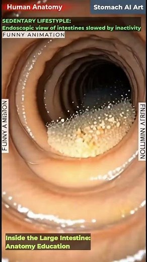 Inside the Large Intestine | Internal View Animation | 02