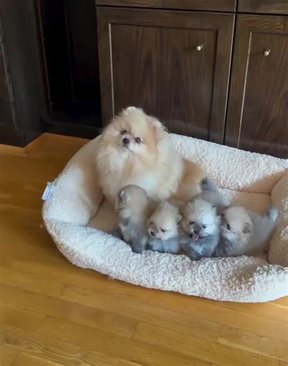 Teacup Pomeranian Puppies for Adoption