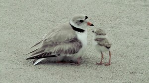6.4M views · 99K shares | Piping Plovers take refuge under a parent for warmth and security. But sometimes it can get crowded under there! | National Audubon Society | Facebook