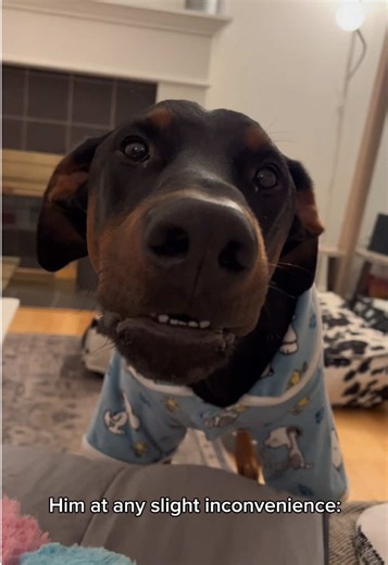 Talking Dogs of TikTok: Hilarious Reactions and Moments