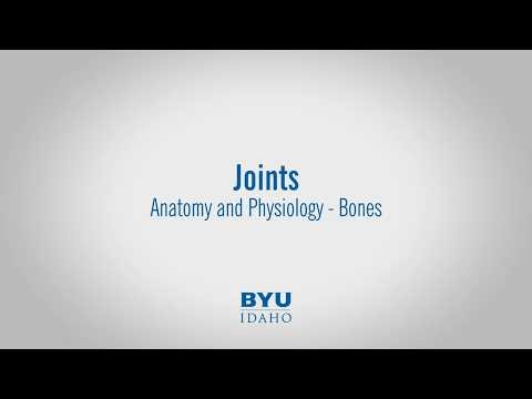 Types of Joints Explained: Fibrous, Cartilaginous, and Synovial Joints