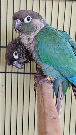 Blue Cheek Conure !!!