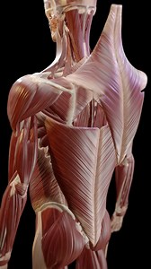Get to know the muscles of your back with VOKA Anatomy Pro! #AnatomyVisuals #BackHealth #BackMuscles #BackAnatomy #VOKA | VOKA 3D Anatomy & Pathology