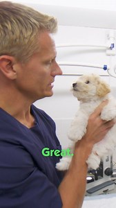 11-week-old Puppy ate a dangerous pacifier! 😰 | Bondi Vet