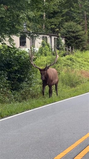 232K views · 5.7K reactions | You never know what kind of traffic jam you'll hit in Cherokee. | Visit Cherokee | Facebook