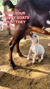 I fed my puppies goats milk but getting it straight from the source is a sight to see! . Canineconscious.org . #dog #doggo #dogs #dogsofinstagram #dogtraining #dogtrainer #doglover #doggo #puppylove #doglovers | CanineConscious