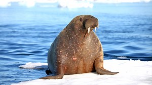 7K views · 226 reactions | Walrus 玲 The Tusked Giants of the Arctic! With colossal tusks and a social spirit, these Arctic giants navigate icy waters, often lounging on ice floes. Their tusks aren't just for show—they're essential tools for foraging and communication. Discover the untold tales of the Arctic's walruses! #Walrus #WalrusFacts #ArcticMarineLife #OceanGiants #WalrusHabitat | 1 Minute Animals | Facebook