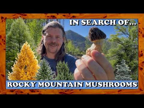 In Search of Rocky Mountain Mushrooms : Conifer Identification & More