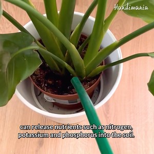 59K views · 468 reactions | 5 simple tricks to help you take care of your potted plants  | Handimania | Facebook