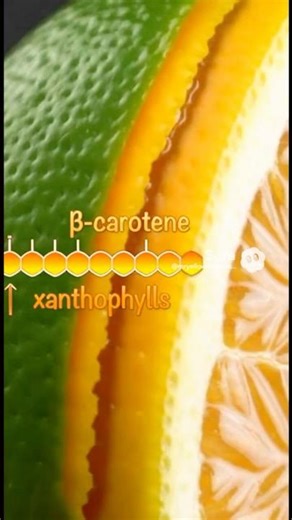 Why do oranges 🍊 turn orange? #shorts