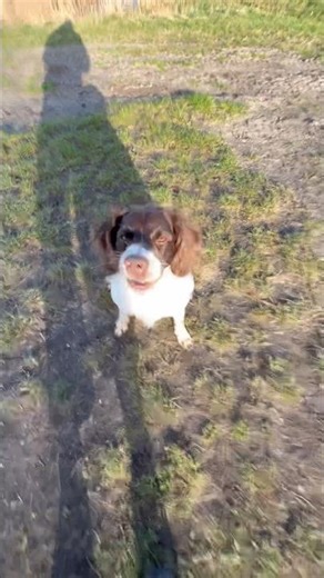 maniac (dog) loves to eat dirt…
