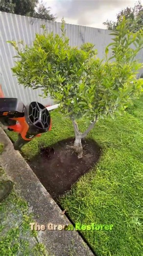 Brushing | Mowing | Landscaping | Scraping | Cleaning | Edging #shorts #satisfying #gardening