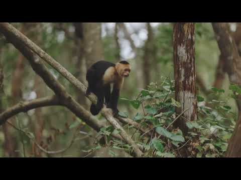 4 Hidden Mexican Animals in Under 3 Minutes!