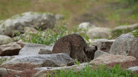 clip-3984498367-majestic-iberian-lynx-hunts-rabbits-among-stones