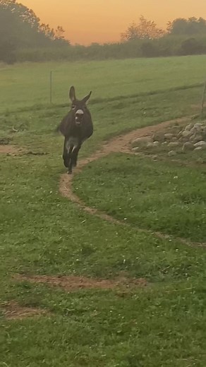 Boggs Funny Farm on TikTok